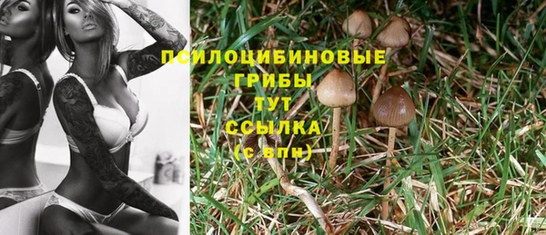 трава Абаза